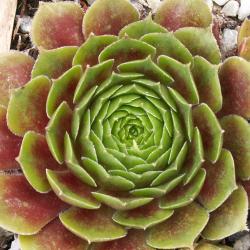 Sempervivum - Dachwurz - Hauswurz